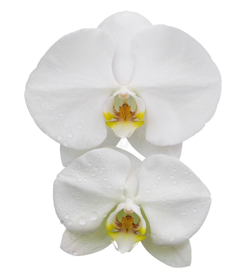 White Phalaenopsis Orchid Flower Isolated on White Stock Image Image of decoration, background