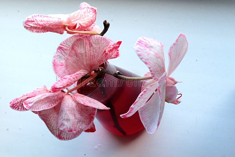 White Phalaenopsis orchids coloured to pink color of veins and edges chemically by pouring stalk into Erlenmeyer flask. stock photo