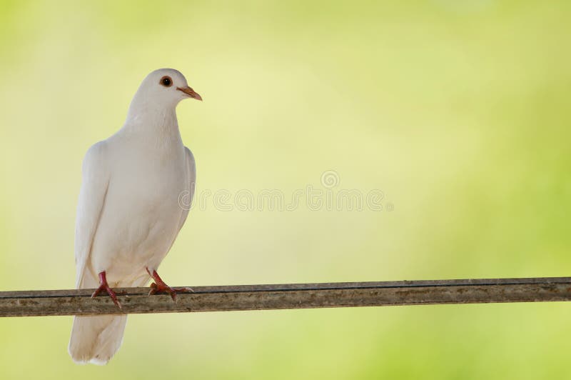 White pidgeon