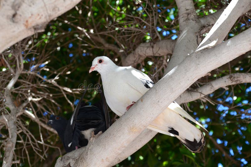White pidgeon sitting on a branch looking down at you stock images White pidgeon sitting on a branch looking down at you stock images