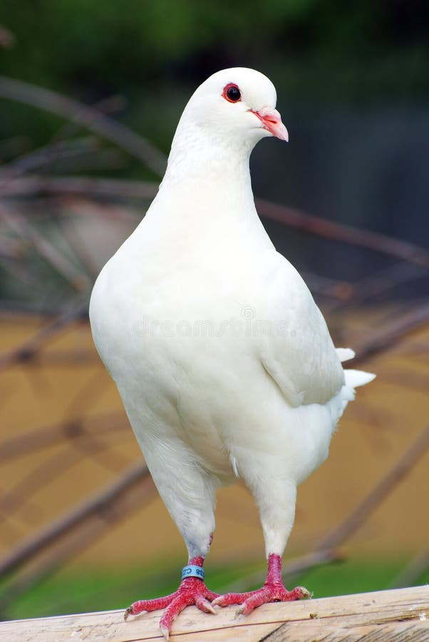 Fledgling pigeon stock photo. Image of juvenile, undeveloped 20718570