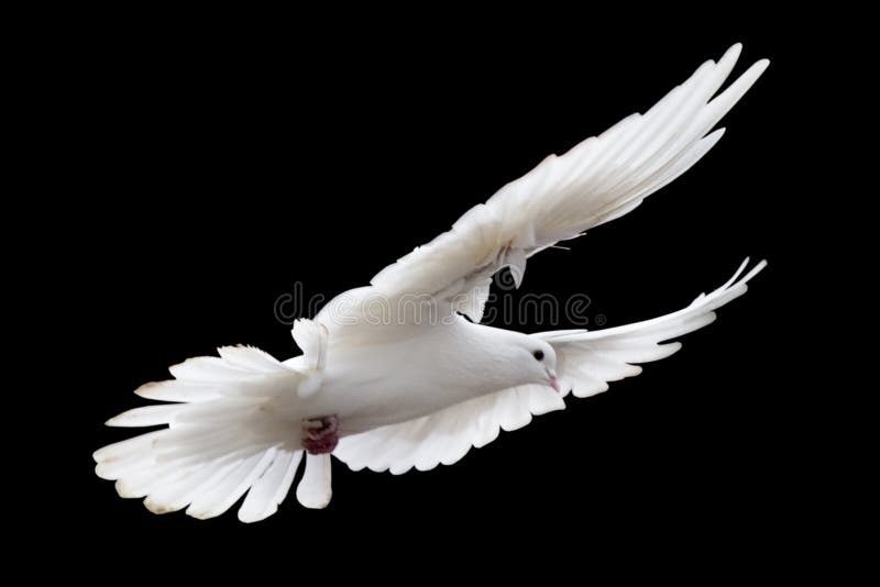 White pigeon royalty free stock photos White pigeon royalty free stock photos