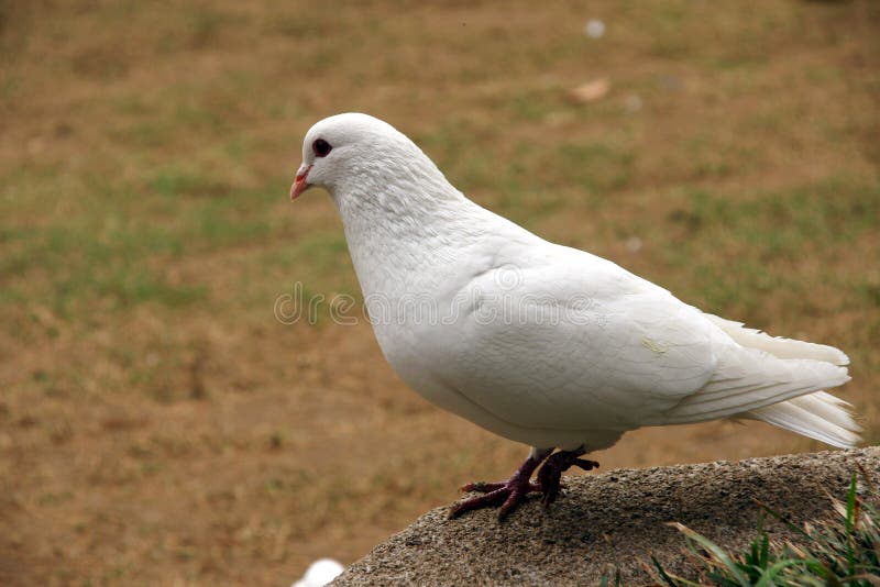 White pigeon stock image. Image of white, plumage, single 5555307
