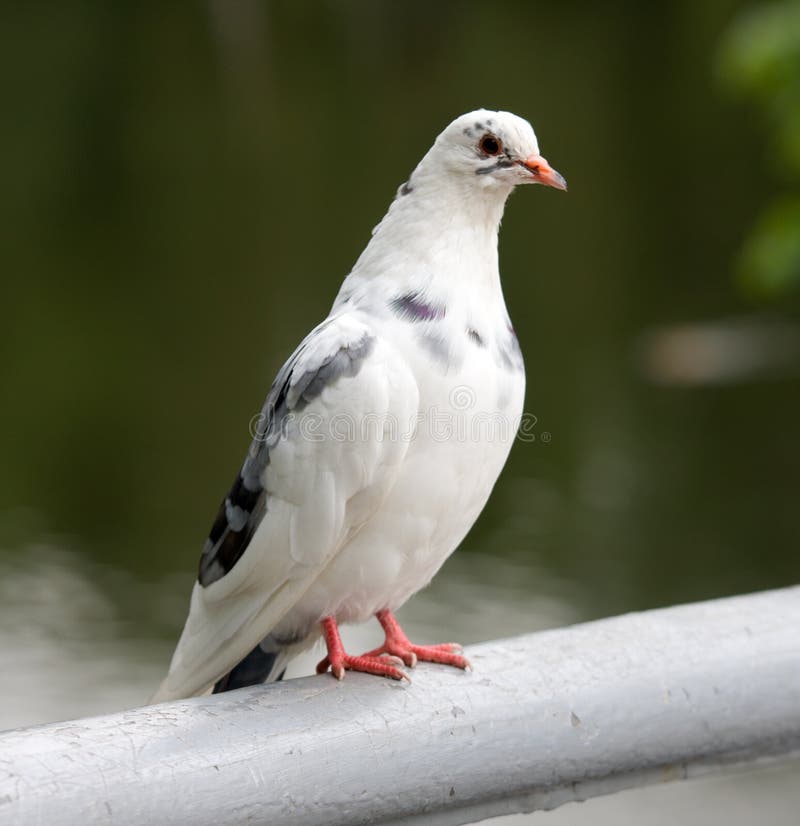 White pigeon stock photo. Image of feathers, white, portrait 6781234