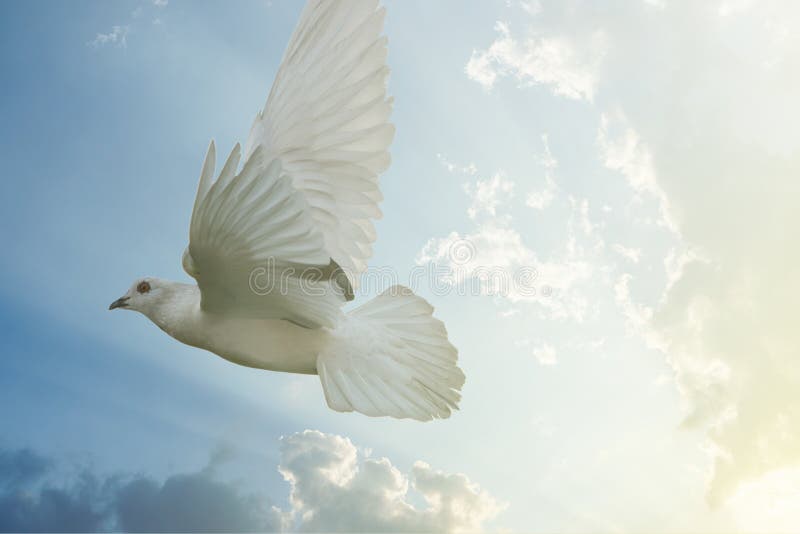 White pigeon bird freedom wings flying on blue sky background