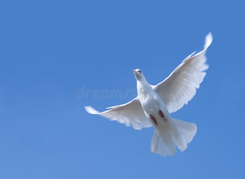 White pigeon in flight stock image. Image of white, underneath 11435431