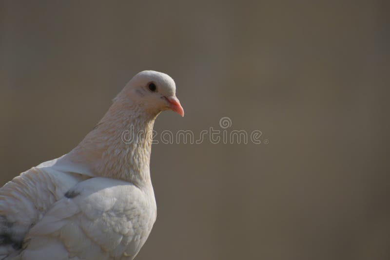 White Pigeon on a Gray Background. in a Lazy Day the Pigeon Busk on Sun