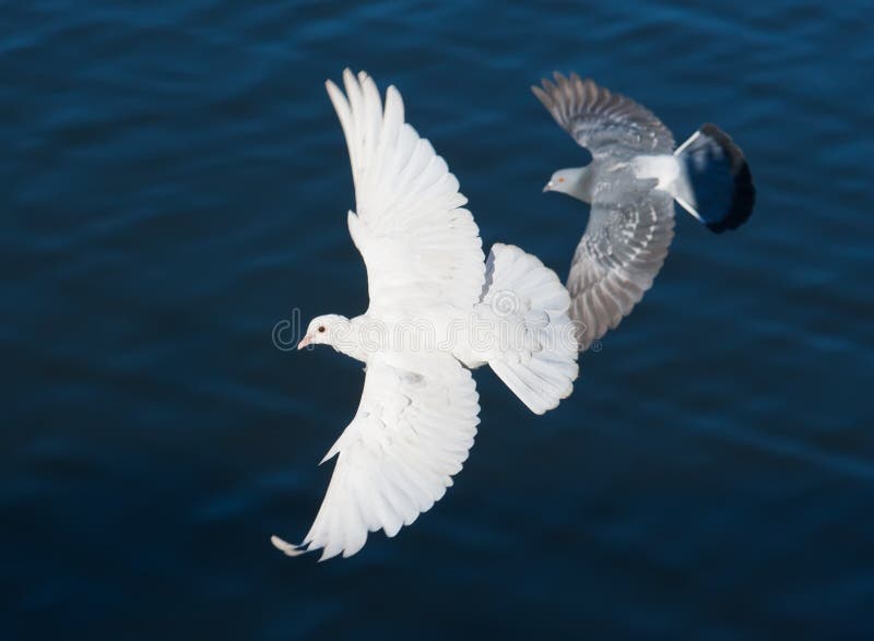 White pigeon stock photography