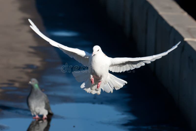 White pigeon stock photo. Image of dove, wing, love, nature 36086608