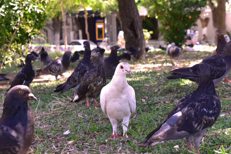 White pigeon among pigeons in a city park. royalty free stock photo White pigeon among pigeons in a city park. royalty free stock photo