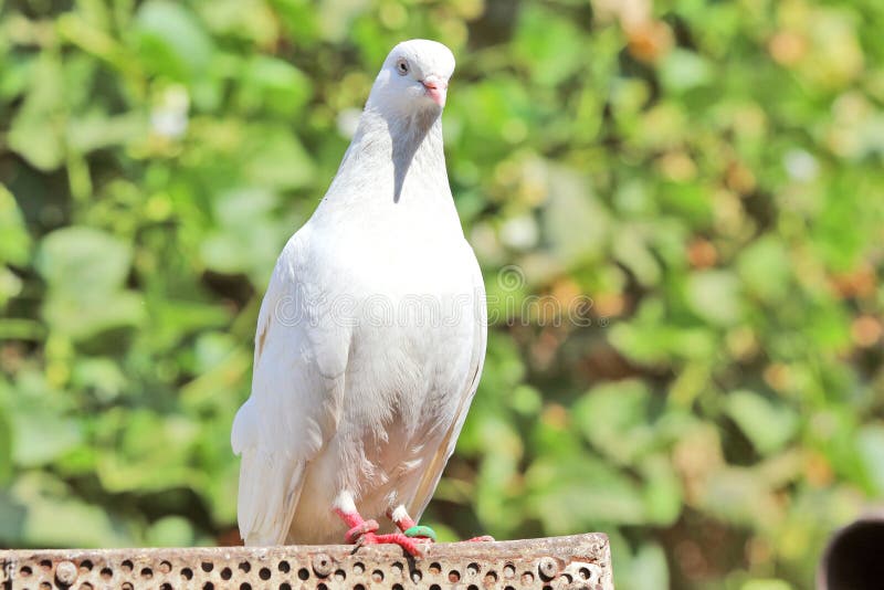 White Pigeon stock photo. Image of pair, white, pigeons 208903168