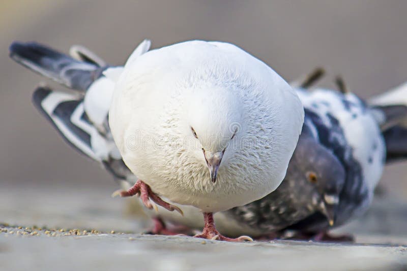 A White Pigeon Dove Picture Stock Image - Image of pigeon, white: 144543121