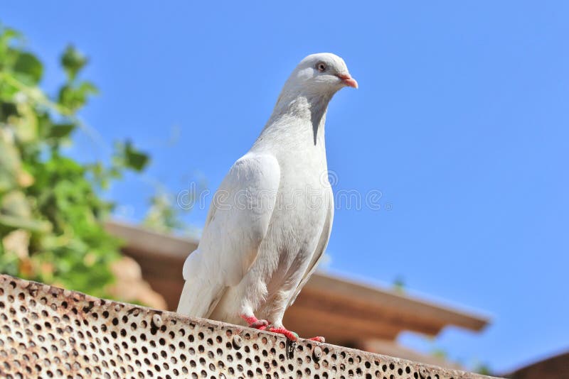 White Pigeon stock image. Image of loving, pair, white 208904723