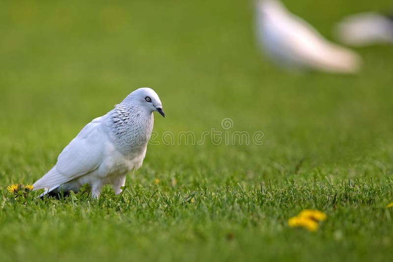White pigeon in the wild stock image. Image of bird, tree 92227195