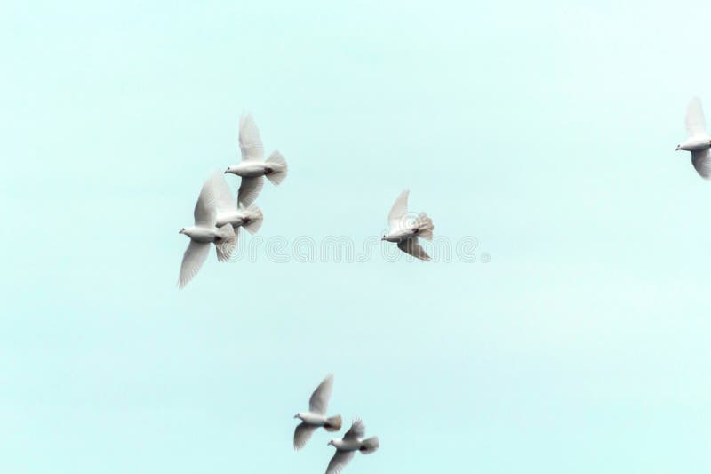 Release pigeons stock image. Image of domestic, wedding 118328577
