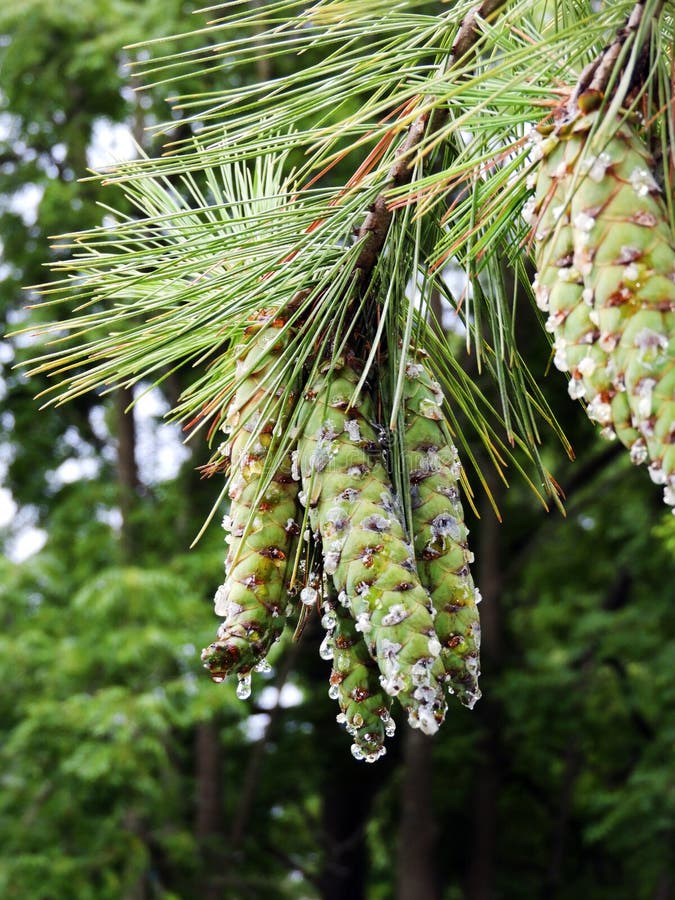 Opening Tree Cone in Warm Weather - Stock Photo Stock Image