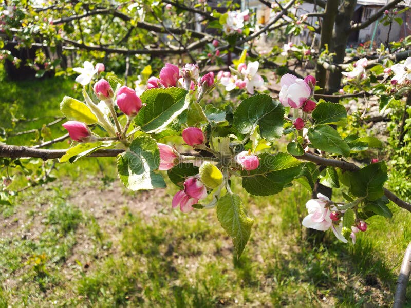 White and Pink Apple Blossoms. Apple Tree Branch in Bloom. Spring