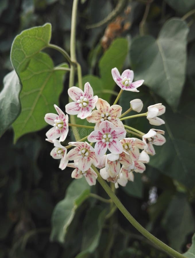 White-pink bloom of Wattakaka sinensis or Dregea sinensis