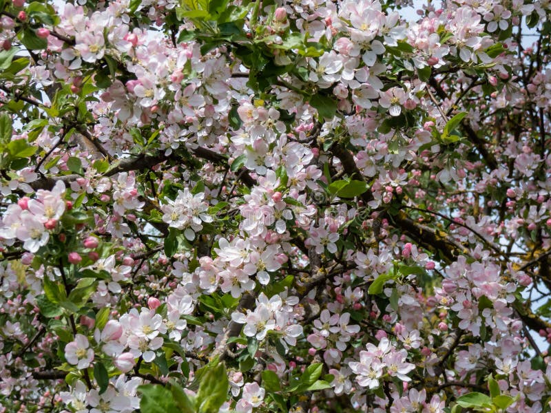 White and Pink Buds and Blossoms of Apple Tree Flowering in Spring ...