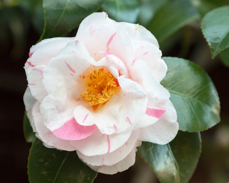White and Pink Flower of Camellia japonica 'Tricolor'