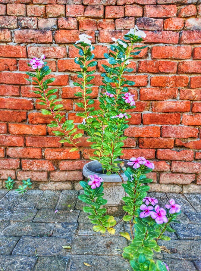 White and Pink Flower Plant in Pot royalty free stock photo White and Pink Flower Plant in Pot royalty free stock photo