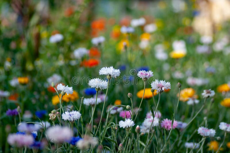 Whitepink Flowers of Cornflower Centaurea Jacea . Shooting at Eye