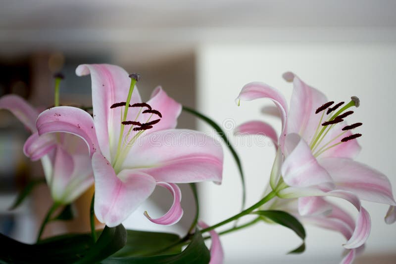 White and Pink Lilies in a Vase, Close Up Stock Image Image of bridal