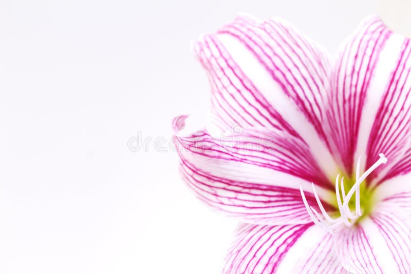 White pink lily flower photo banner. Gentle feminine banner template. White lily wallpaper.