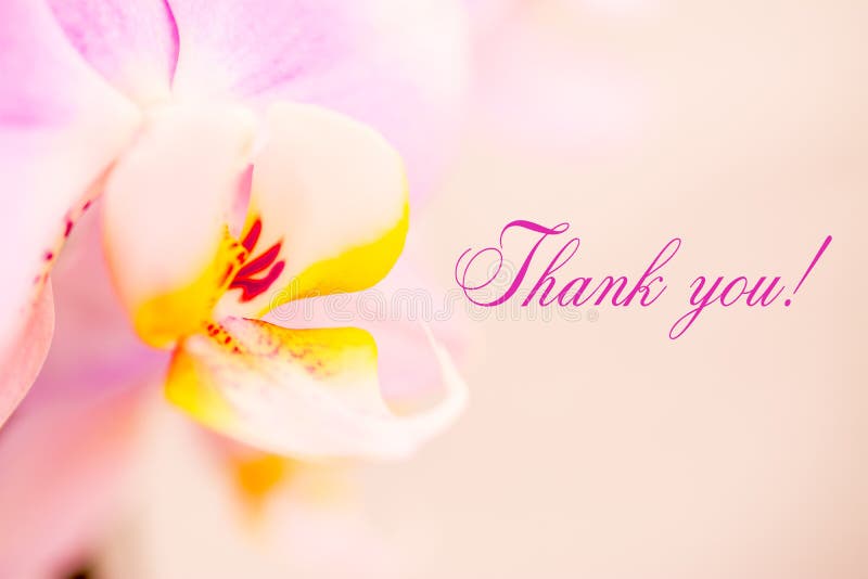 White pink orchid with text thank you