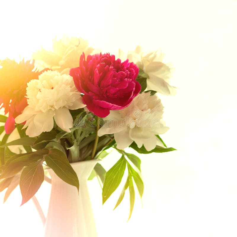 White and pink peonies in vase on white table. Square