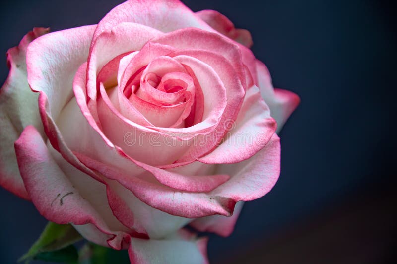 White Pink Rose Romantic Gift Stock Image Image of background, love