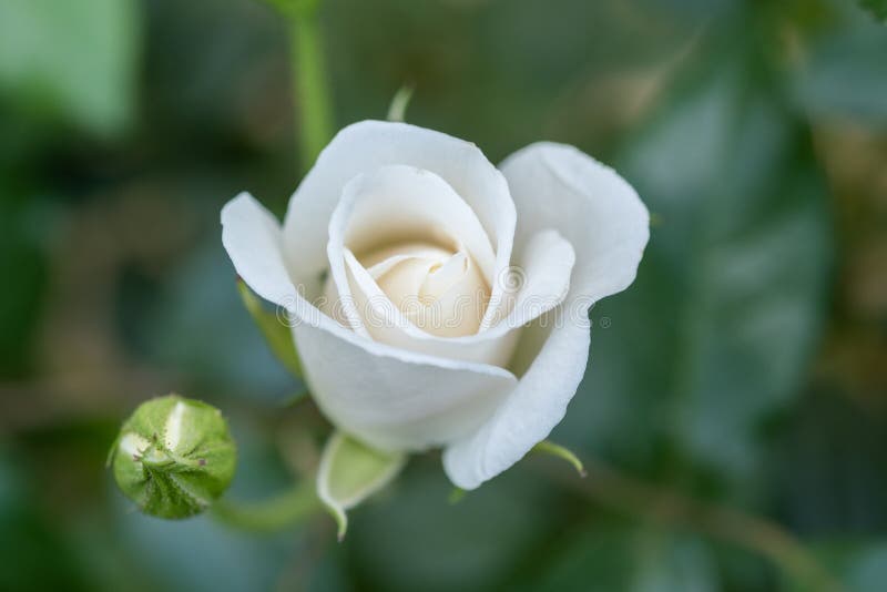 White Rosebud Grow at the Garden Stock Image Image of bright, rosebud
