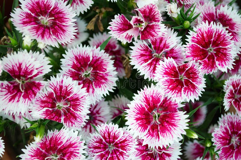 White and pink sweet William Flowers closeup