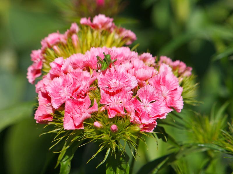 White pink Sweet William flowers. Dianthus barbatus