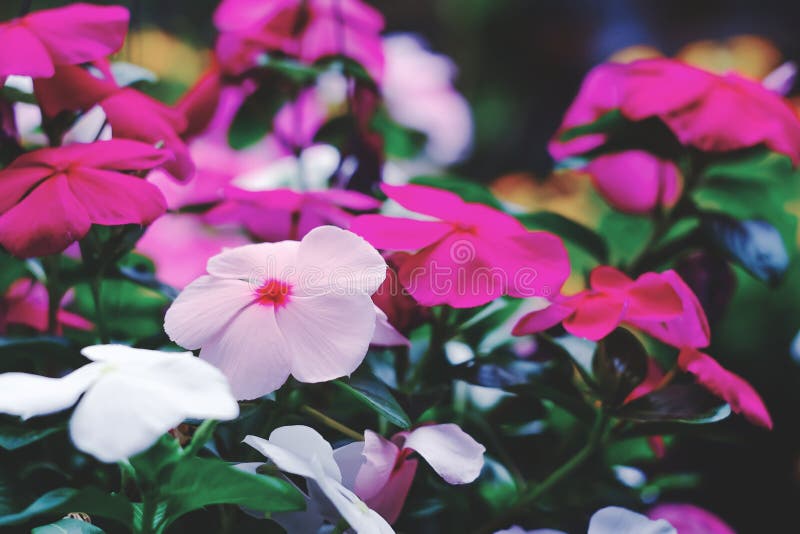 Tiny White Flowers in Nature White Flowers Stock Image Image of