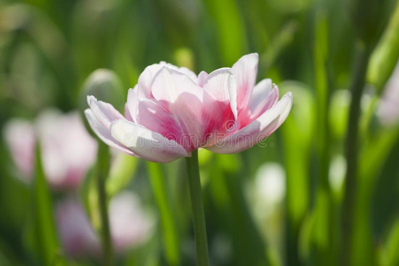 White-pink tulip