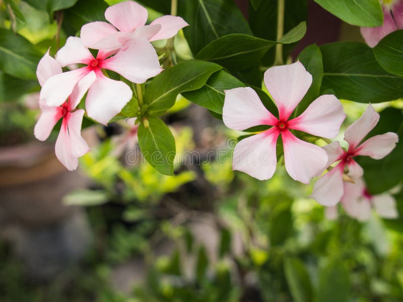 White Pink Vinca Flowers Hanging Stock Photo Image of green, gift