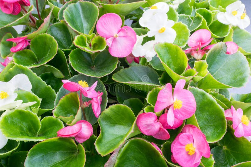 White and pink wax Begonia stock photo. Image of edible - 184182348