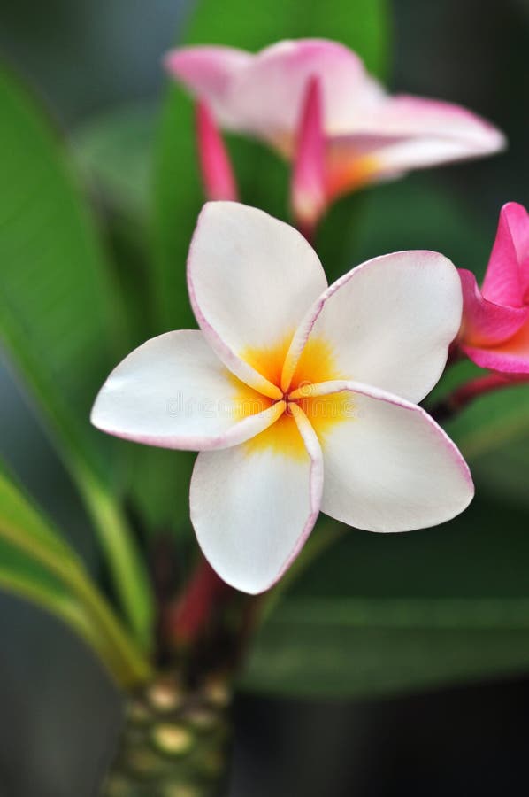 White , pink and yellow Plumeria blossom. (frangipani flowers, Frangipani, Pagoda tree/Temple tree)