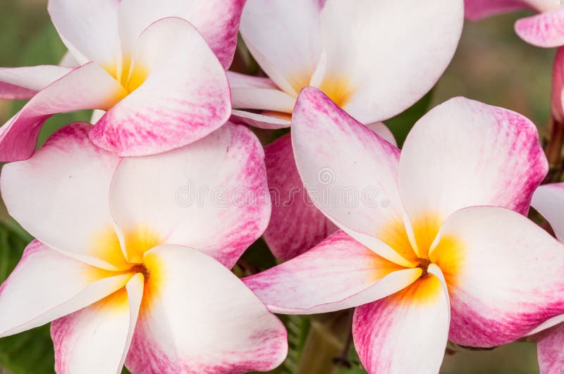 White, Pink And Yellow Plumeria Frangipani Flowers With Leaves Stock ...