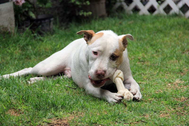 White pitbull dog with brown spot playing in the garden. The white pitbull dog with brown spot playing in the garden stock images White pitbull dog with brown spot playing in the garden. The white pitbull dog with brown spot playing in the garden stock images