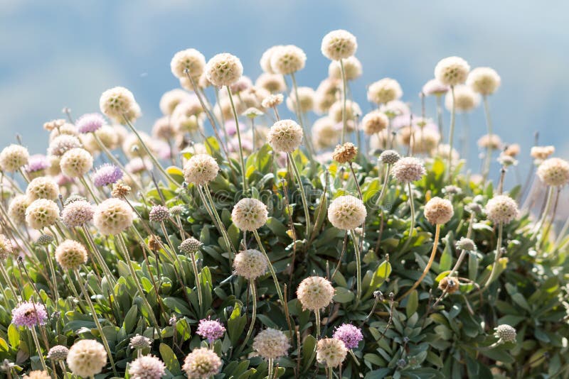 White plant stock image. Image of garden, conservation 44947365
