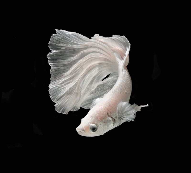 White Platt Platinum Siamese Fighting Fish .White siamese fighting fish, betta fish isolated on black background.. royalty free stock photos White Platt Platinum Siamese Fighting Fish .White siamese fighting fish, betta fish isolated on black background.. royalty free stock photos