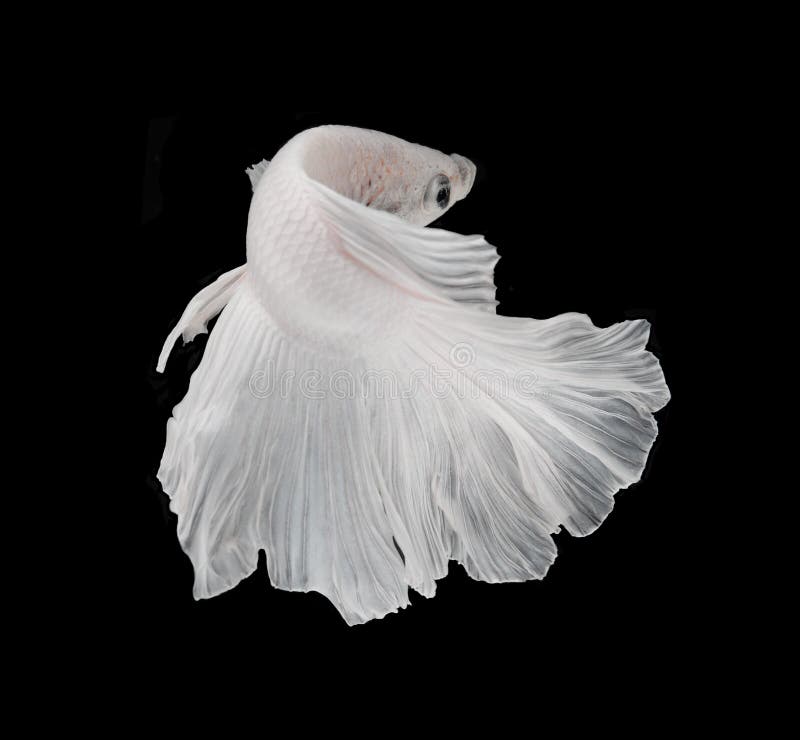 White Platt Platinum Siamese Fighting Fish .White siamese fighting fish, betta fish isolated on black background. royalty free stock photo White Platt Platinum Siamese Fighting Fish .White siamese fighting fish, betta fish isolated on black background. royalty free stock photo