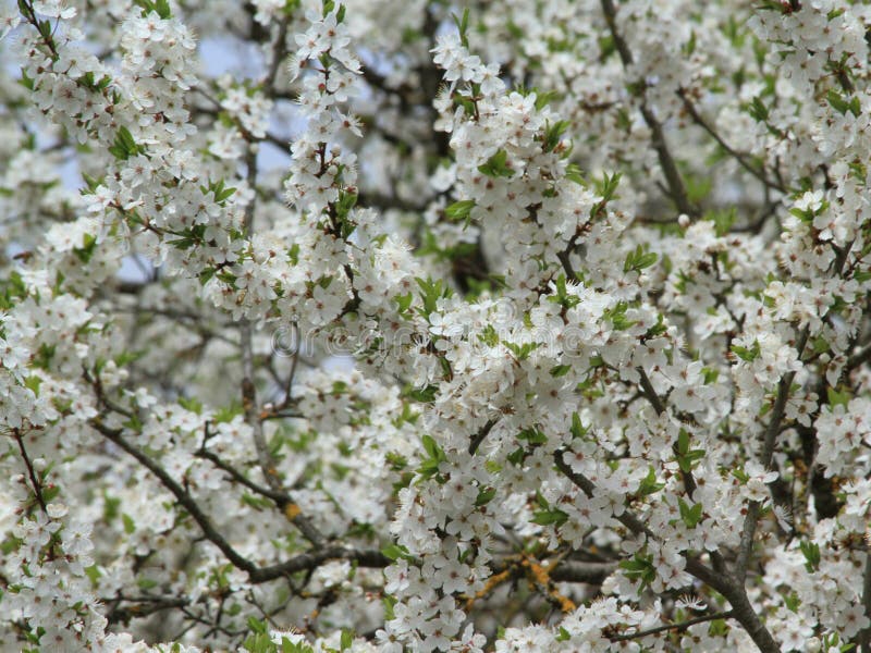 White plum tree blossom stock photo. Image of beautiful - 92760348