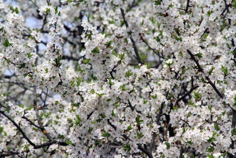 White plum tree blossoms