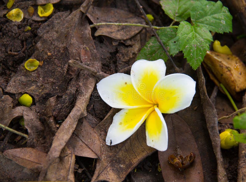 White Plumeria Flower Falling on the Ground. Stock Image Image of
