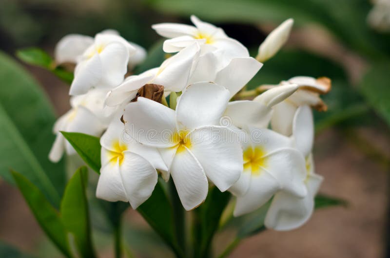 White Plumeria Flower (science Name Plumerieae, P. Rubra) Stock Image