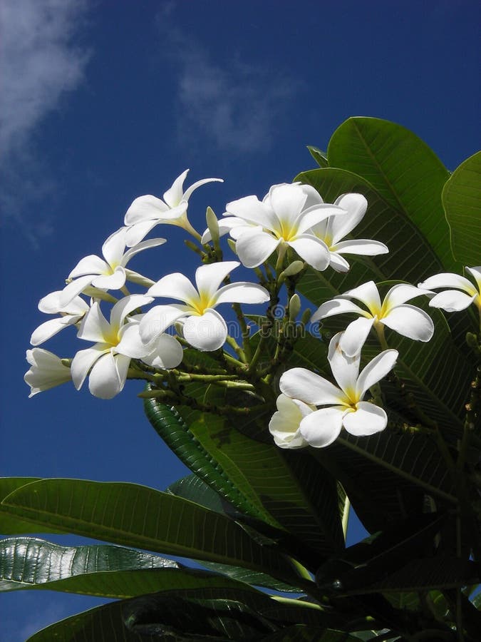 Blue Plumeria Tree
