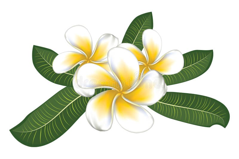 White plumeria with leaves